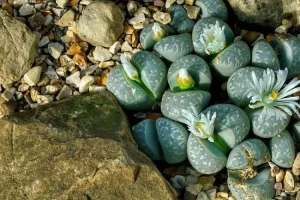 Cacto pedra: características e cultivo!