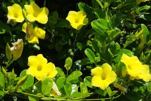 Dipladenia: A Planta Perfeita para Colorir Seu Jardim com Beleza e Facilidade
