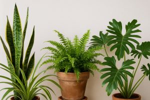 Cuidados com as Plantas no Inverno em Campo Grande