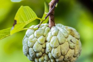 Descubra os Encantos da Pinha: A Fruta que Conquista Paladares e Nutre o Corpo