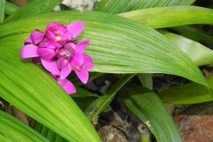 Orquídea-Violeta: A Beleza Tropical no Seu Jardim