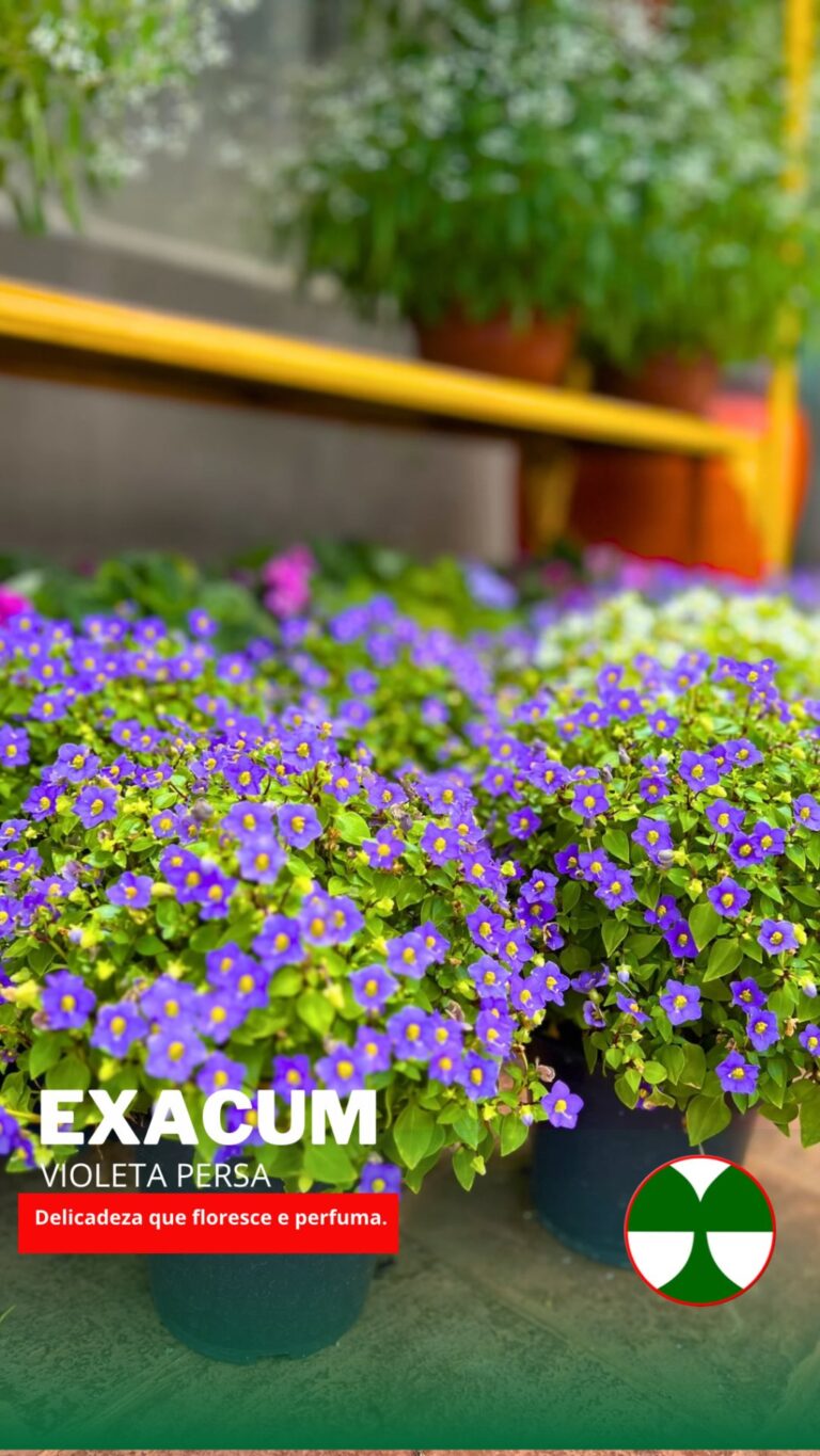 Instagram post from tomplantas. This post is in position 4.