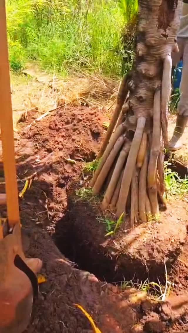 Instagram post from tomplantas. This post is in position 5.