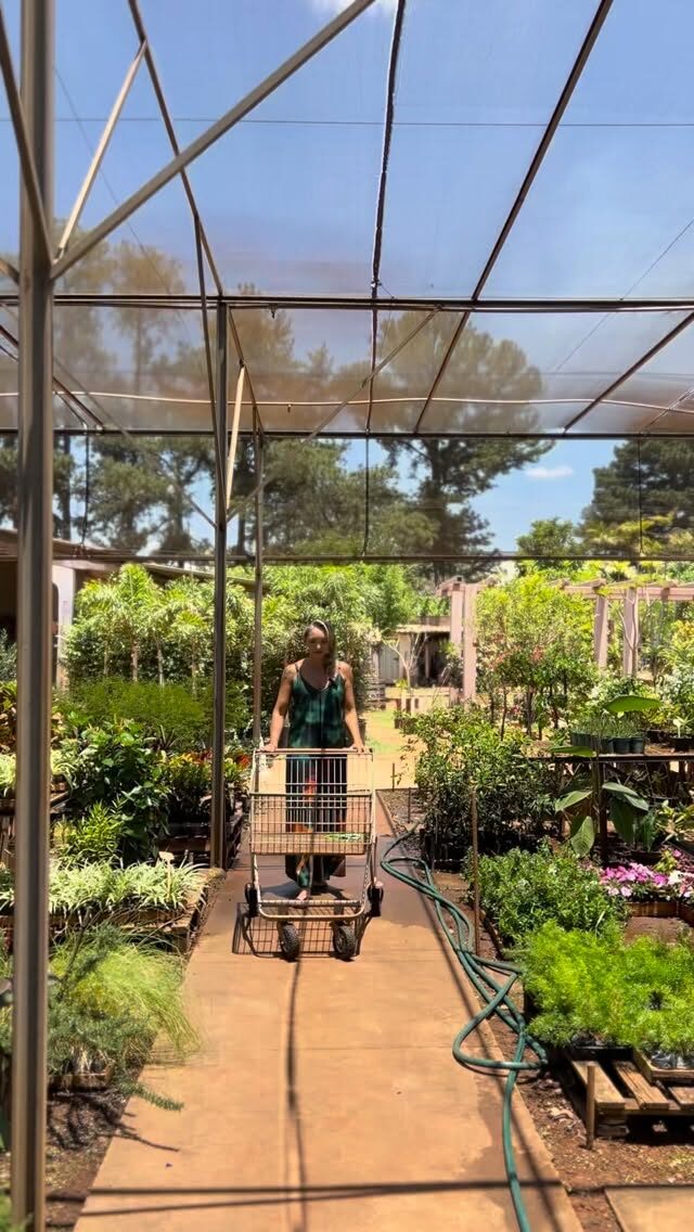 Instagram post from tomplantas. This post is in position 2.